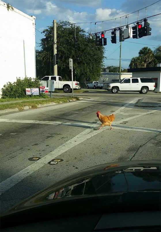 chicken crossing the road