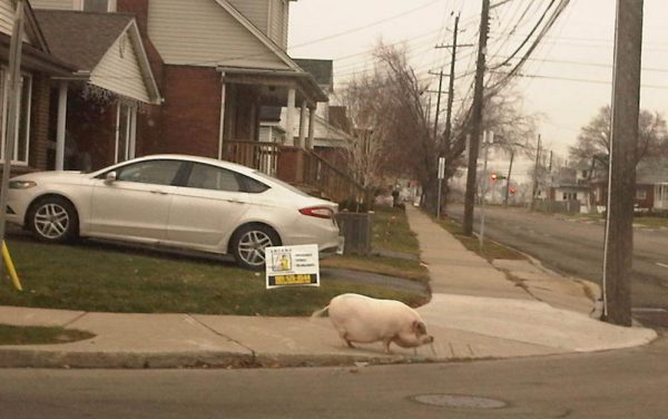 pig on the loose