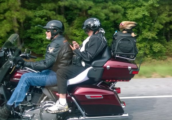 bikers on the road with a doggie