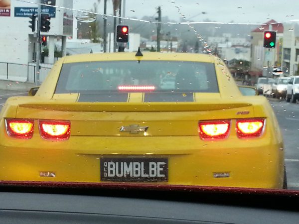 bumblbe on the road