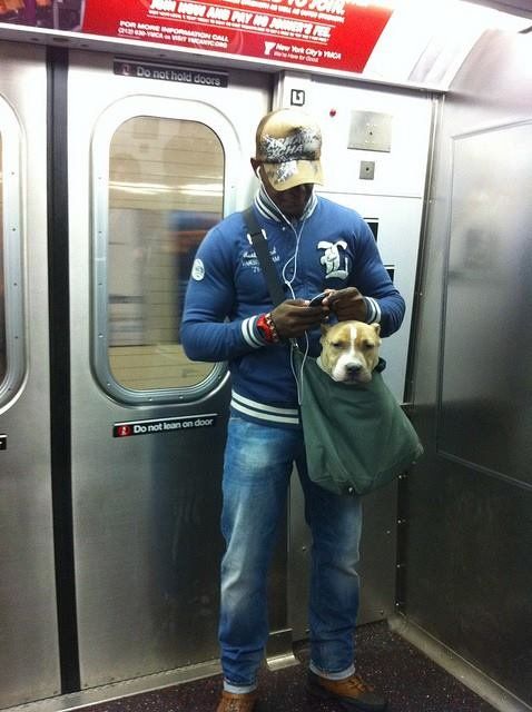 subway28-pitbull