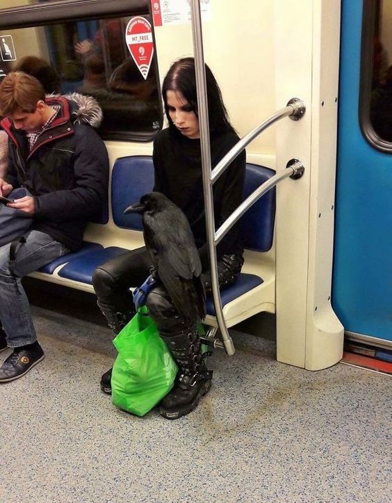 subway26-crow