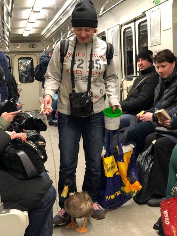 subway22-duck
