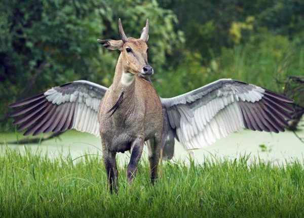 optical illusions a magical creature 