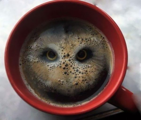 optical illusion with an owl 