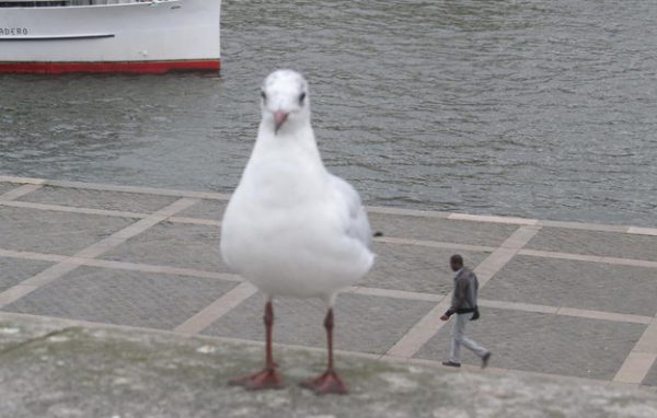 optical illusions a giant pigeon 