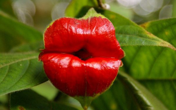 optical illusions big red lips 