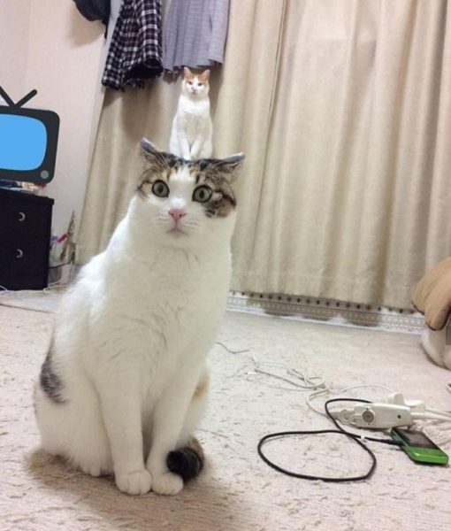 optical illusions cats