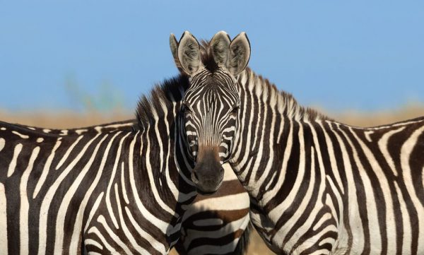 optical illusions zebras 