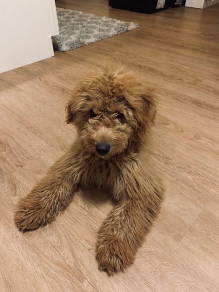 optical illusions the dog lost his body 