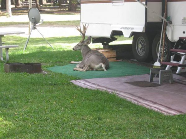 deer on your camping trip