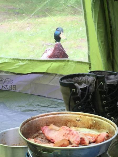 duck in a camping trip