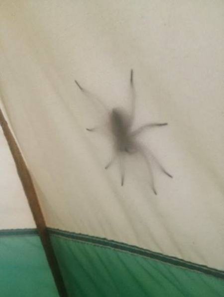 spider claiming on a the tent wall