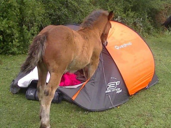 horse in a tent 