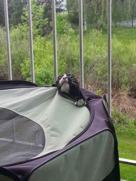 cat gone camping funny moments